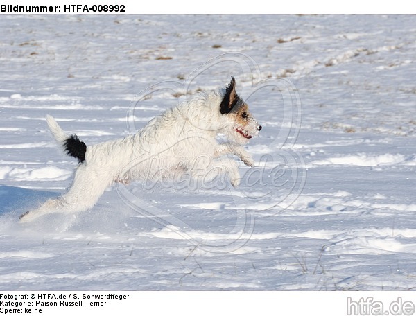 Parson Russell Terrier rennt durch den Schnee / prt running through snow / HTFA-008992