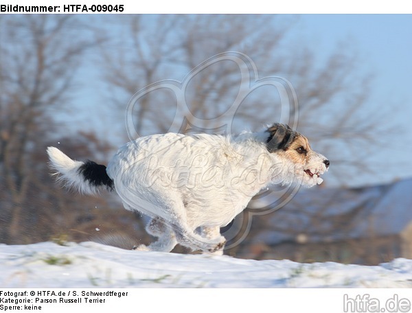 Parson Russell Terrier rennt durch den Schnee / prt running through snow / HTFA-009045