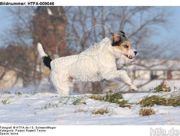 Parson Russell Terrier rennt durch den Schnee / prt running through snow / HTFA-009046