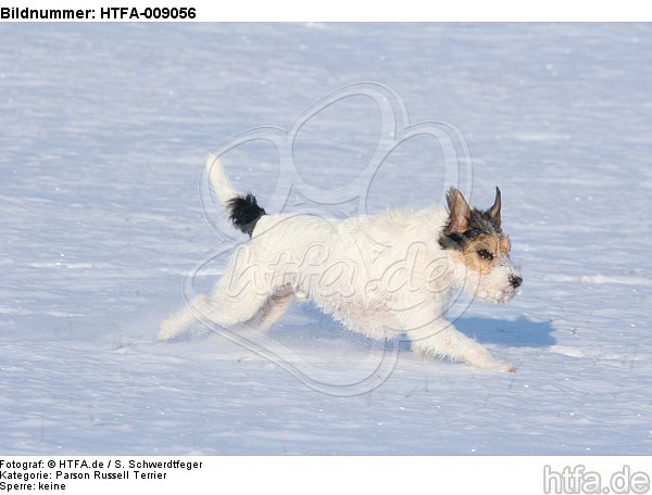 Parson Russell Terrier rennt durch den Schnee / prt running through snow / HTFA-009056