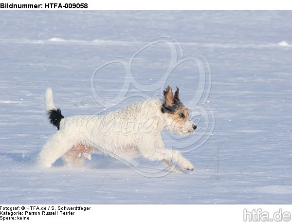 Parson Russell Terrier rennt durch den Schnee / prt running through snow / HTFA-009058
