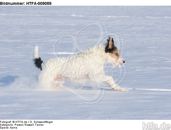 Parson Russell Terrier rennt durch den Schnee / prt running through snow / HTFA-009059