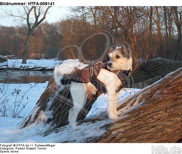 Parson Russell Terrier im Schnee / PRT in snow / HTFA-009141