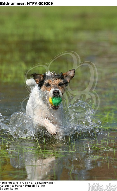 spielender Parson Russell Terrier / playing PRT / HTFA-009309