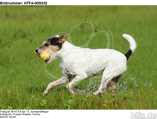 spielender Parson Russell Terrier / playing PRT / HTFA-009332