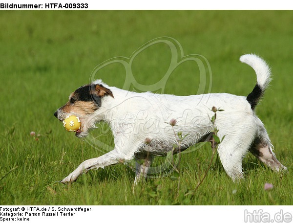 spielender Parson Russell Terrier / playing PRT / HTFA-009333