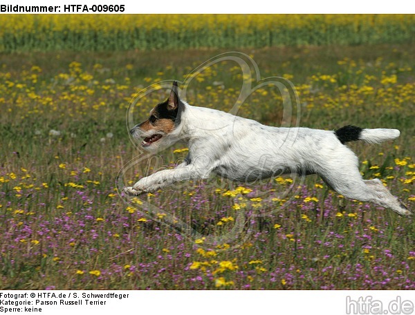 rennender Parson Russell Terrier / running PRT / HTFA-009605