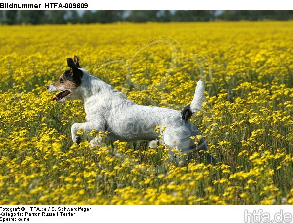 rennender Parson Russell Terrier / running PRT / HTFA-009609