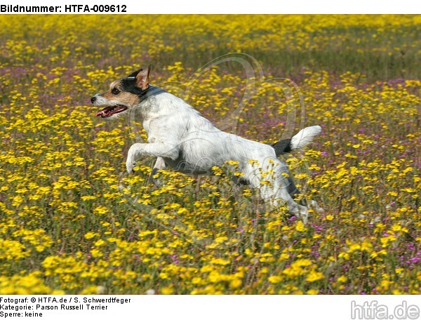 rennender Parson Russell Terrier / running PRT / HTFA-009612
