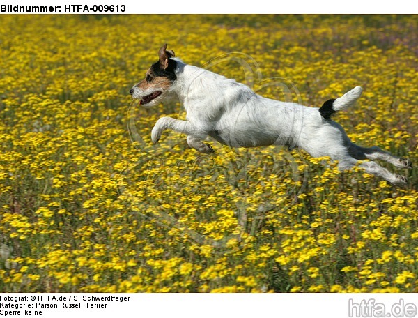 springender Parson Russell Terrier / jumping PRT / HTFA-009613