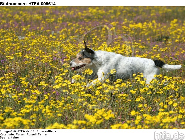 rennender Parson Russell Terrier / running PRT / HTFA-009614