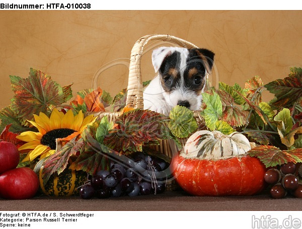 Parson Russell Terrier Welpe Portrait / PRT puppy portrait / HTFA-010038