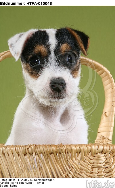 Parson Russell Terrier Welpe / PRT puppy / HTFA-010046