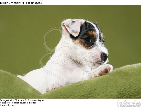 liegender Parson Russell Terrier Welpe / lying PRT puppy / HTFA-010053