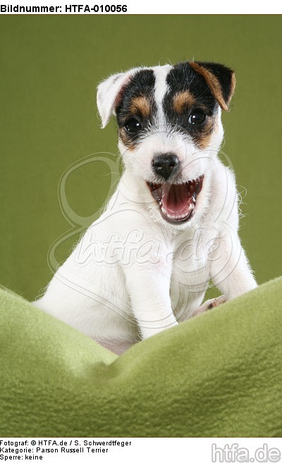 sitzender Parson Russell Terrier Welpe / sitting PRT puppy / HTFA-010056