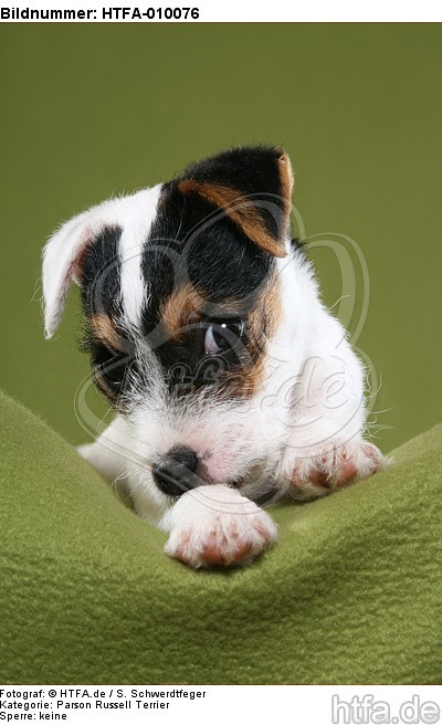 liegender Parson Russell Terrier Welpe / lying PRT puppy / HTFA-010076