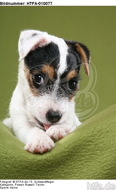 Parson Russell Terrier Welpe putzt sich / PRT puppy / HTFA-010077