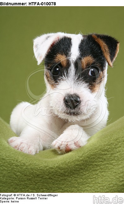 liegender Parson Russell Terrier Welpe / lying PRT puppy / HTFA-010078