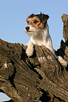 Parson Russell Terrier