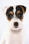 Parson Russell Terrier Welpe / parson russell terrier puppy