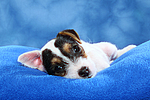 Parson Russell Terrier Welpe / parson russell terrier puppy