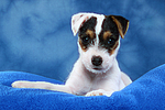 Parson Russell Terrier Welpe / parson russell terrier puppy