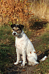 Parson Russell Terrier