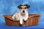 Parson Russell Terrier