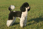 Zwergpudel / toy poodle