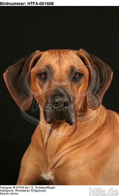 Rhodesian Ridgeback / HTFA-001608