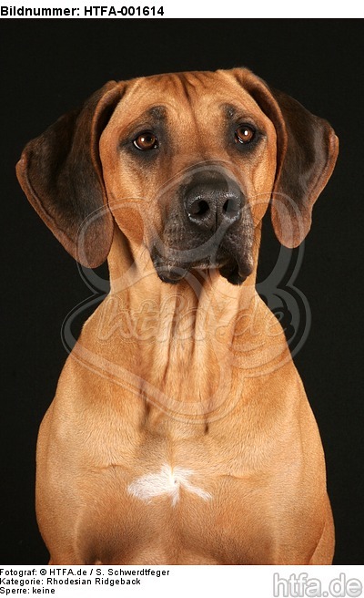 Rhodesian Ridgeback / HTFA-001614