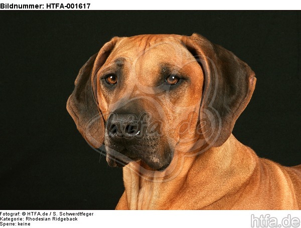 Rhodesian Ridgeback / HTFA-001617