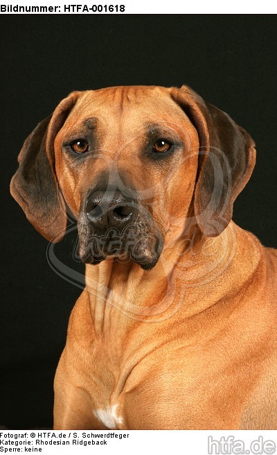 Rhodesian Ridgeback / HTFA-001618