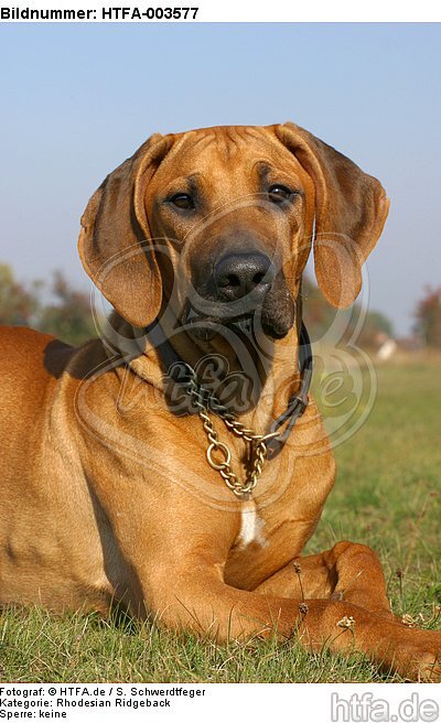 Rhodesian Ridgeback / HTFA-003577