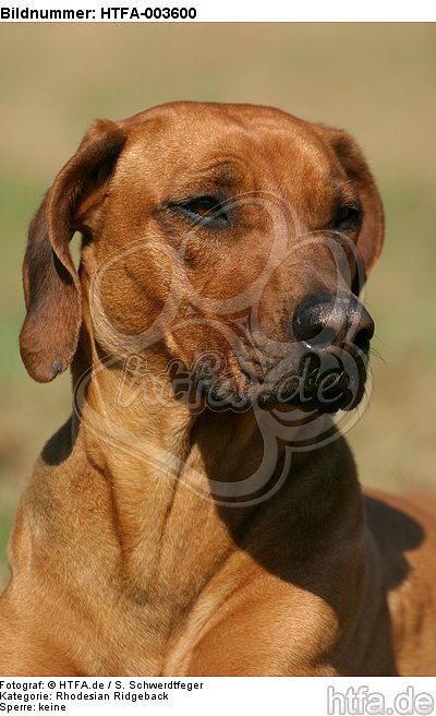 Rhodesian Ridgeback / HTFA-003600