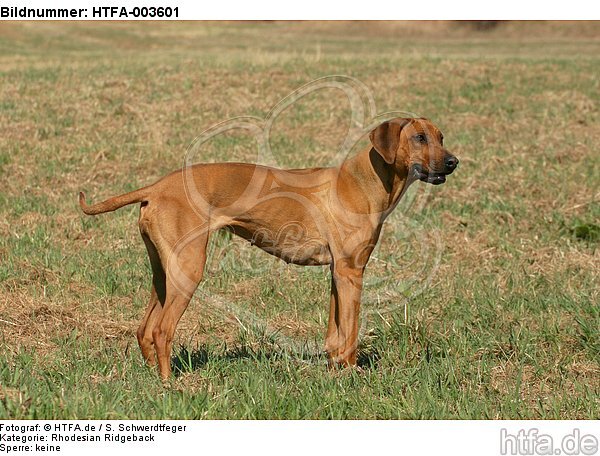 Rhodesian Ridgeback / HTFA-003601