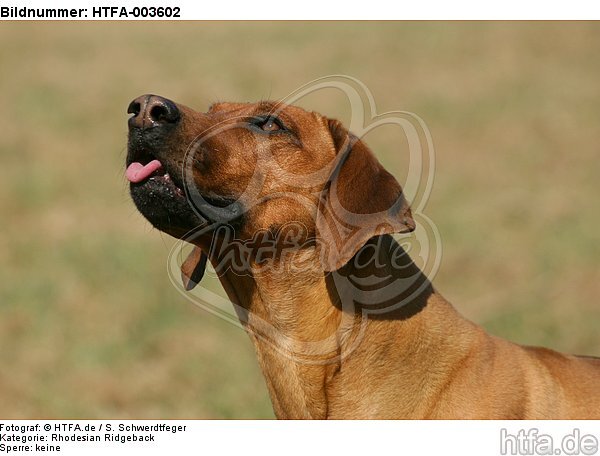 Rhodesian Ridgeback / HTFA-003602