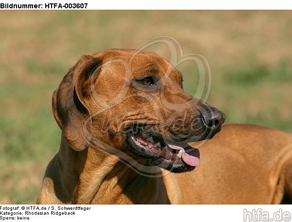 Rhodesian Ridgeback / HTFA-003607