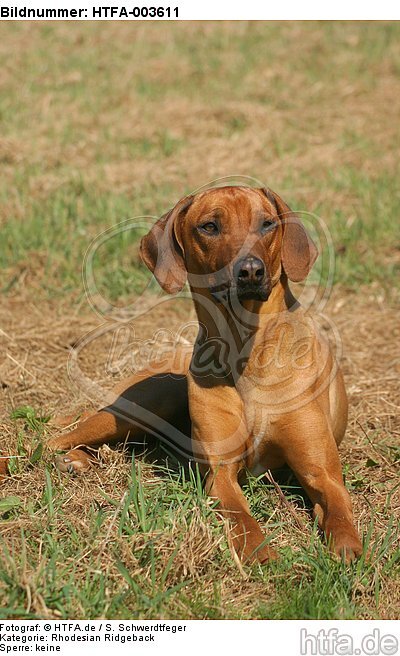 Rhodesian Ridgeback / HTFA-003611