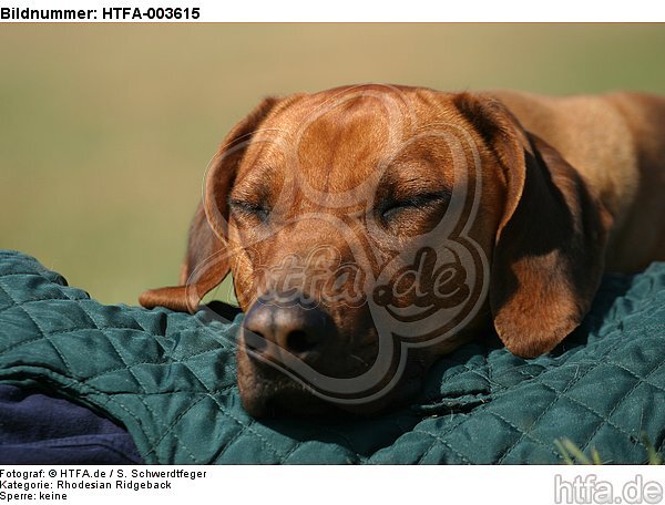 Rhodesian Ridgeback / HTFA-003615