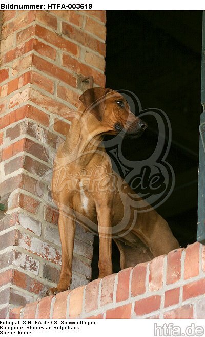 Rhodesian Ridgeback / HTFA-003619