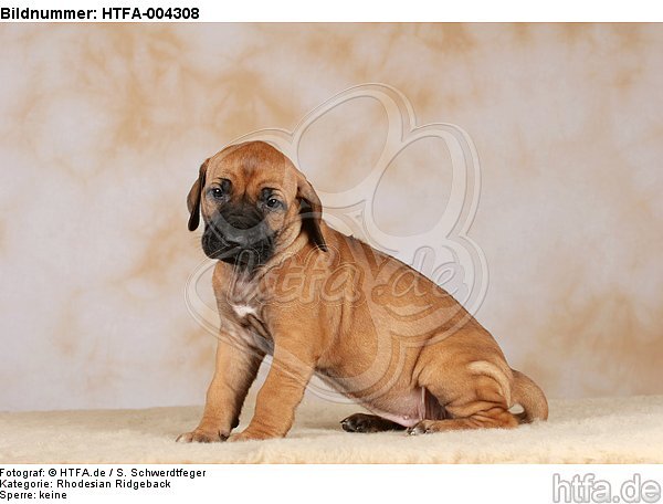 Rhodesian Ridgeback Welpe / rhodesian ridgeback puppy / HTFA-004308