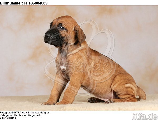 Rhodesian Ridgeback Welpe / rhodesian ridgeback puppy / HTFA-004309