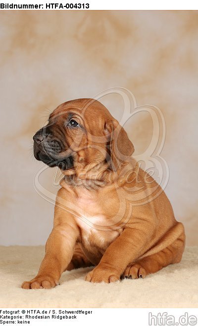 Rhodesian Ridgeback Welpe / rhodesian ridgeback puppy / HTFA-004313