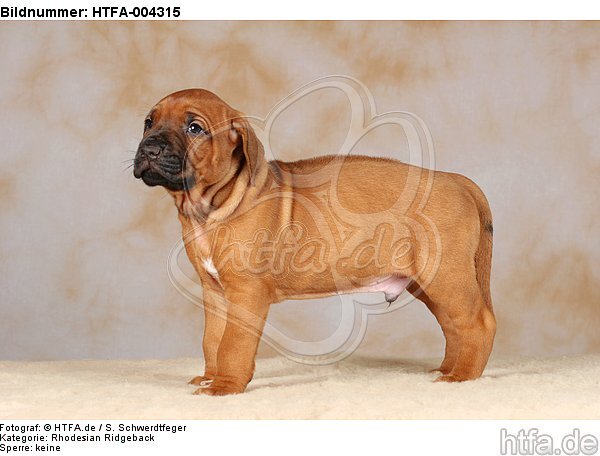 Rhodesian Ridgeback Welpe / rhodesian ridgeback puppy / HTFA-004315