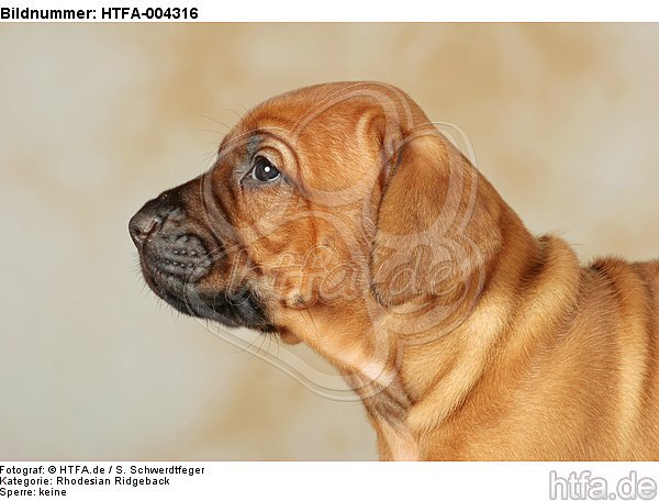 Rhodesian Ridgeback Welpe / rhodesian ridgeback puppy / HTFA-004316