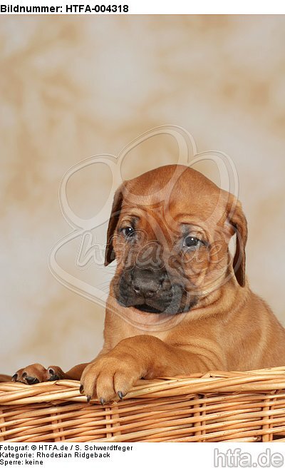 Rhodesian Ridgeback Welpe / rhodesian ridgeback puppy / HTFA-004318