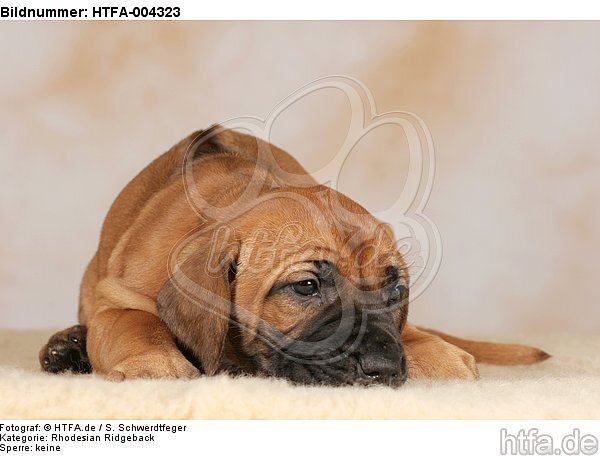 Rhodesian Ridgeback Welpe / rhodesian ridgeback puppy / HTFA-004323