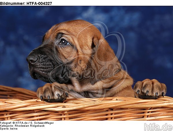 Rhodesian Ridgeback Welpe / rhodesian ridgeback puppy / HTFA-004327