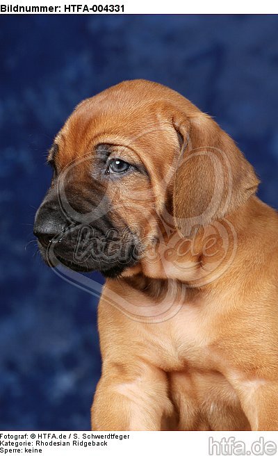 Rhodesian Ridgeback Welpe / rhodesian ridgeback puppy / HTFA-004331